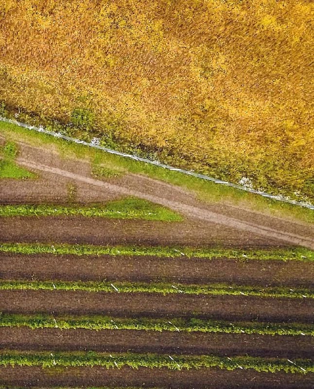 Нерозказана історія українського виноробства — мініатюра 3